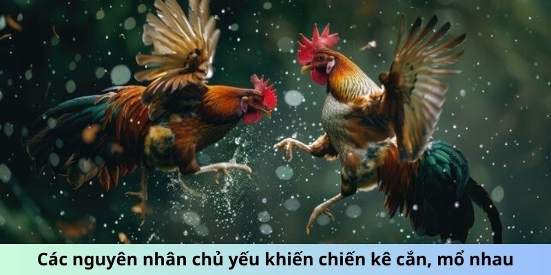 Cách Giúp Gà Đá Không Mổ Nhau Giữ Chiến Kê Hòa Bình 1 Trang Chủ Jun88.com #1 Việt Nam Các nguyên nhân chủ yếu khiến chiến kê cắn, mổ nhau