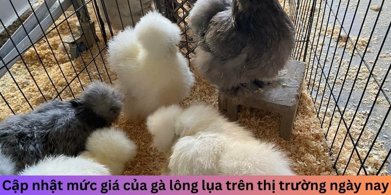 Gà Lông Lụa - Cách Nhận Biết Và Nuôi Dưỡng Chuẩn Nhất 3 Trang Chủ Jun88.com #1 Việt Nam Cập nhật mức giá của gà Lông Lụa trên thị trường ngày nay