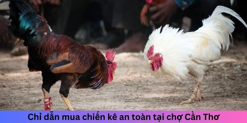 Chợ Tốt Gà Đá Cần Thơ - Điểm Lý Tưởng Cho Người Chơi Gà 3 Trang Chủ Jun88.com #1 Việt Nam Chỉ dẫn mua chiến kê an toàn tại chợ Cần Thơ