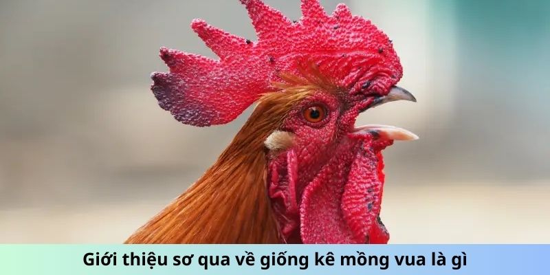 Gà Mồng Vua - Huyền Thoại Đấu Trường Và Sức Mạnh Vô Song 1 Trang Chủ Jun88.com #1 Việt Nam Giới thiệu sơ qua về giống kê Mồng Vua là gì?