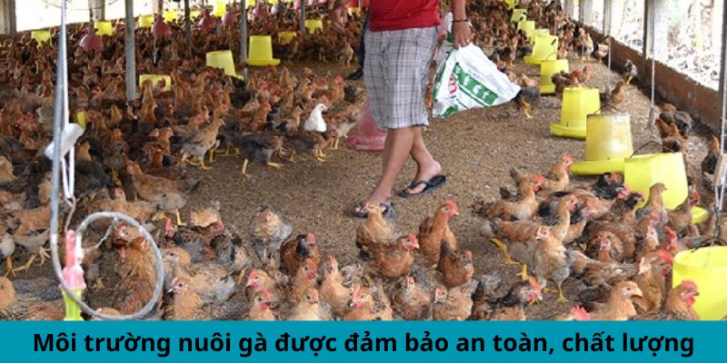 Cập Nhật Thông Tin Mới Nhất Xoay Quanh Trại Gà Cao Lãnh 2 Trang Chủ Jun88.com #1 Việt Nam Môi trường nuôi gà được đảm bảo an toàn, chất lượng